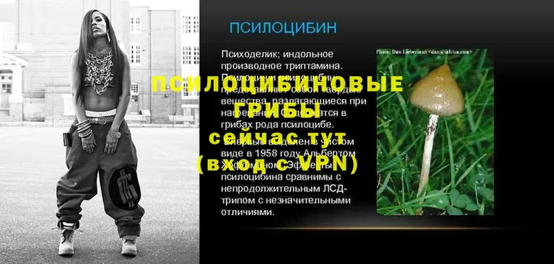 наркошоп  Астрахань  Галлюциногенные грибы Psilocybe 